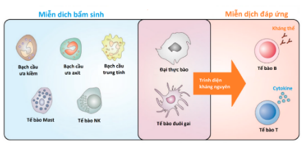 Kích hoạt tế bào T trong cơ thể
