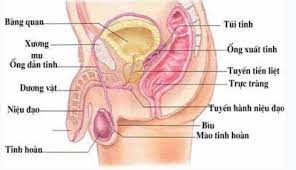 Điều trị ung thư tuyến tiền liệt di căn xương như thế nào?