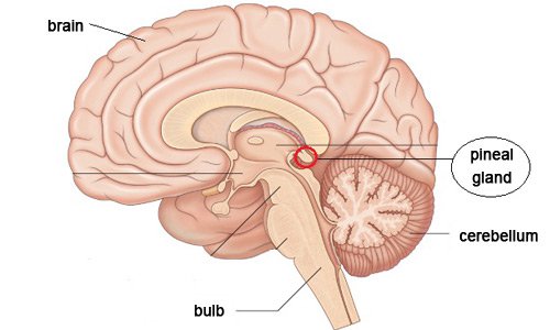 Ảnh hưởng của u vùng tuyến tùng lên cơ thể