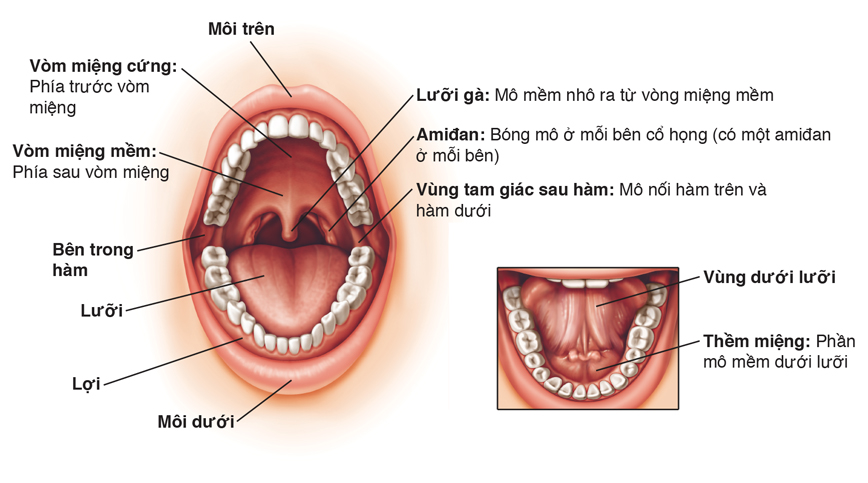 Chăm sóc miệng ở bệnh nhân ung thư