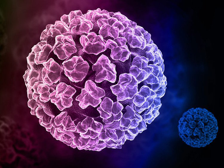 HPV virus là gì? Có bao nhiêu chủng?