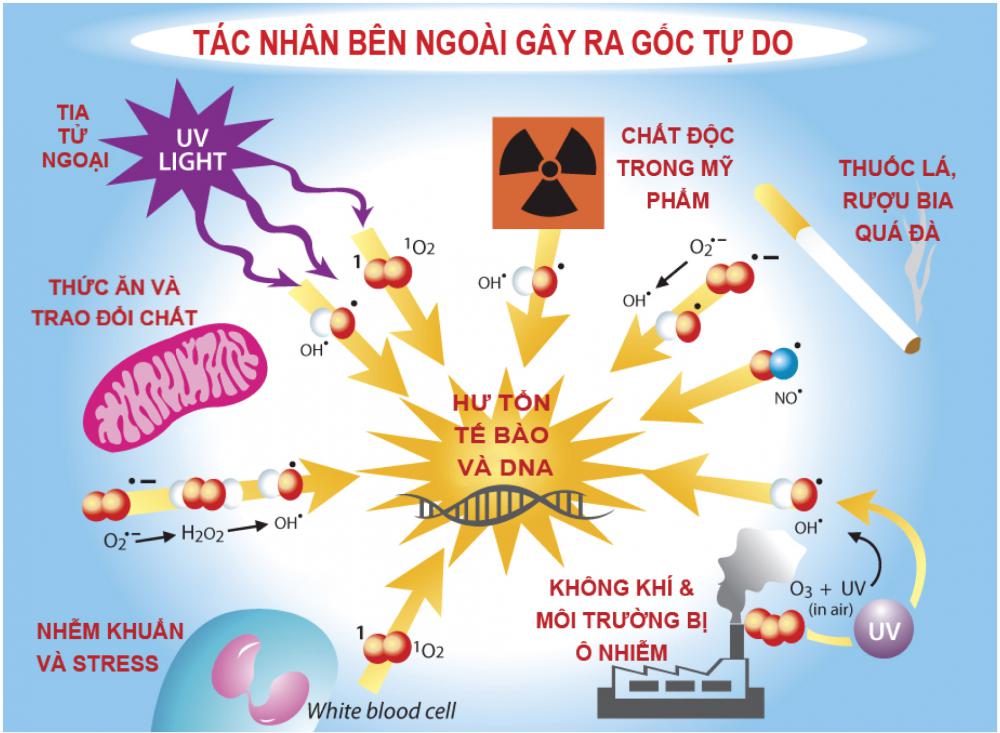 Các tác nhân gây oxy hóa trong cơ thể