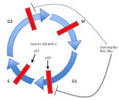Kiểm soát chu kì tế bào, ung thư, chất ức chế khối u